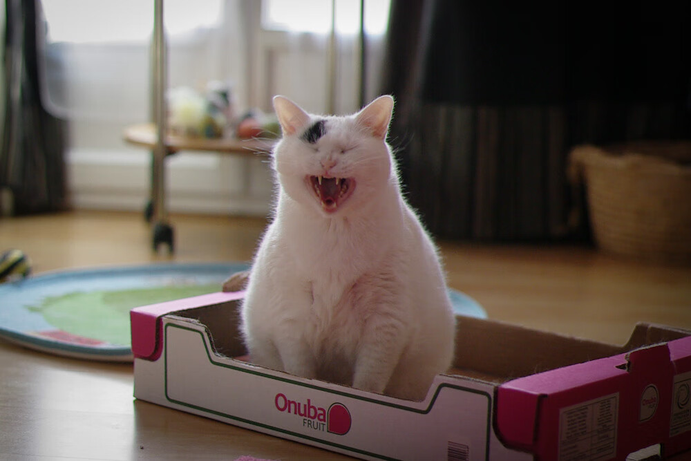 开云官网首页-冰球亚洲杯开赛，中国女队首战告捷，中国冰球赛事