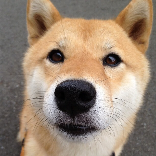 姚明回应篮球改革质疑：愿承担一切责任，姚明篮球改革方案